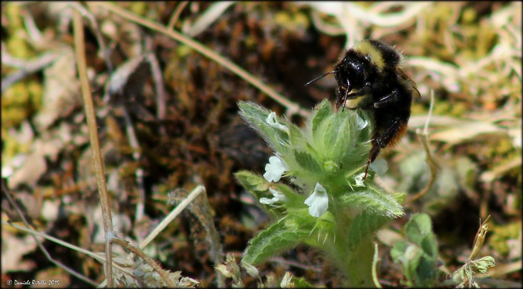 Bombus sp., Apidae